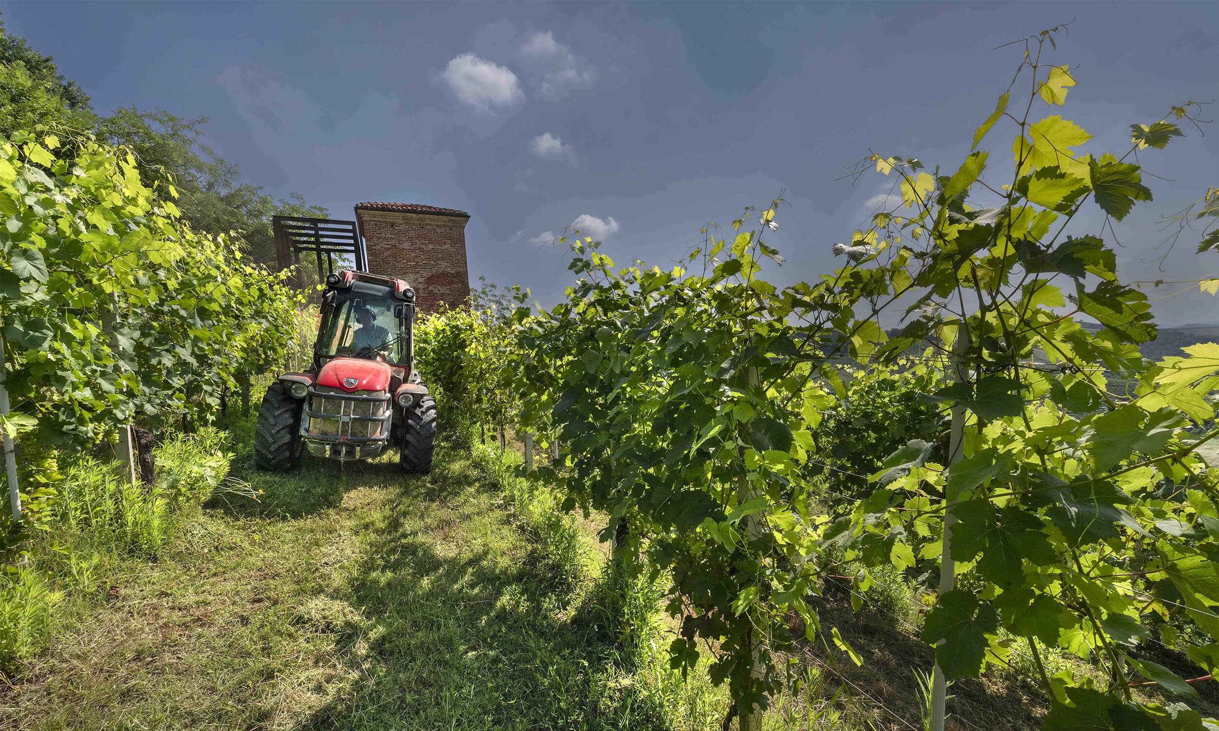 Vista tra i filari in vigna